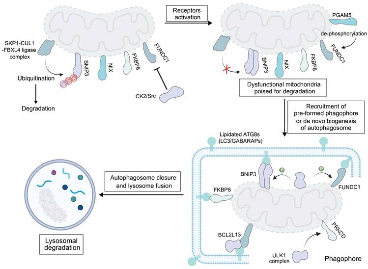Theranostics Image