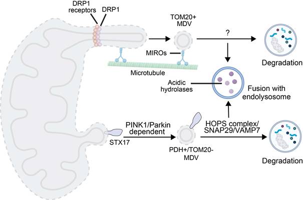 Theranostics Image