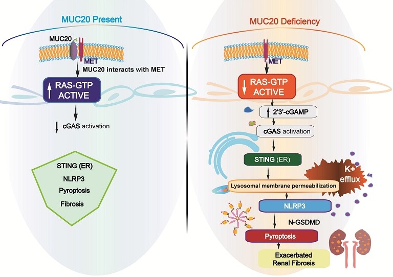 MUC20 alleviates kidney fibrosis by modulating pyroptosis through
