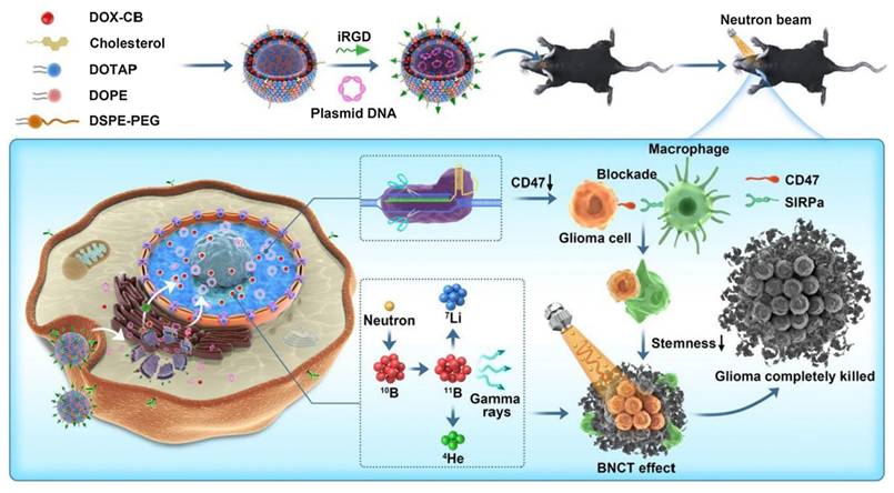 Theranostics Image