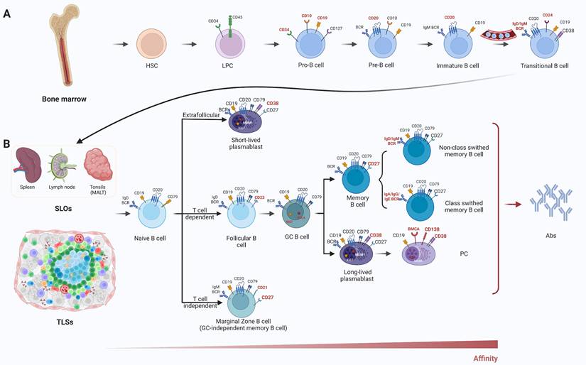 Theranostics Image