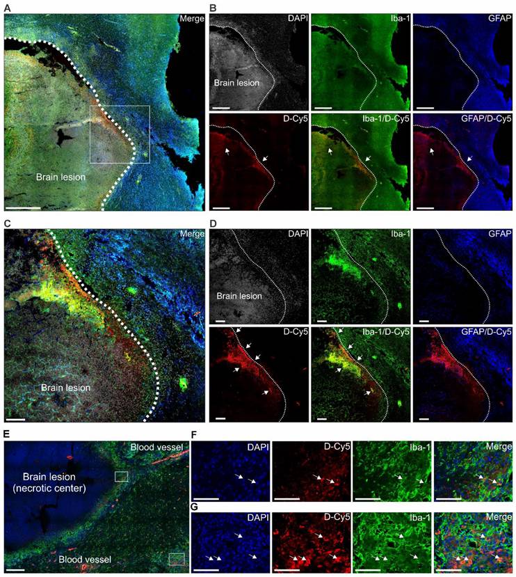 Theranostics Image