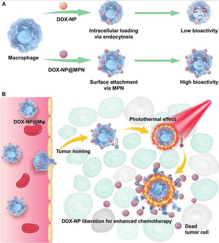 Theranostics Image