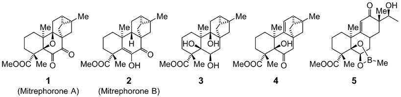 Theranostics Image