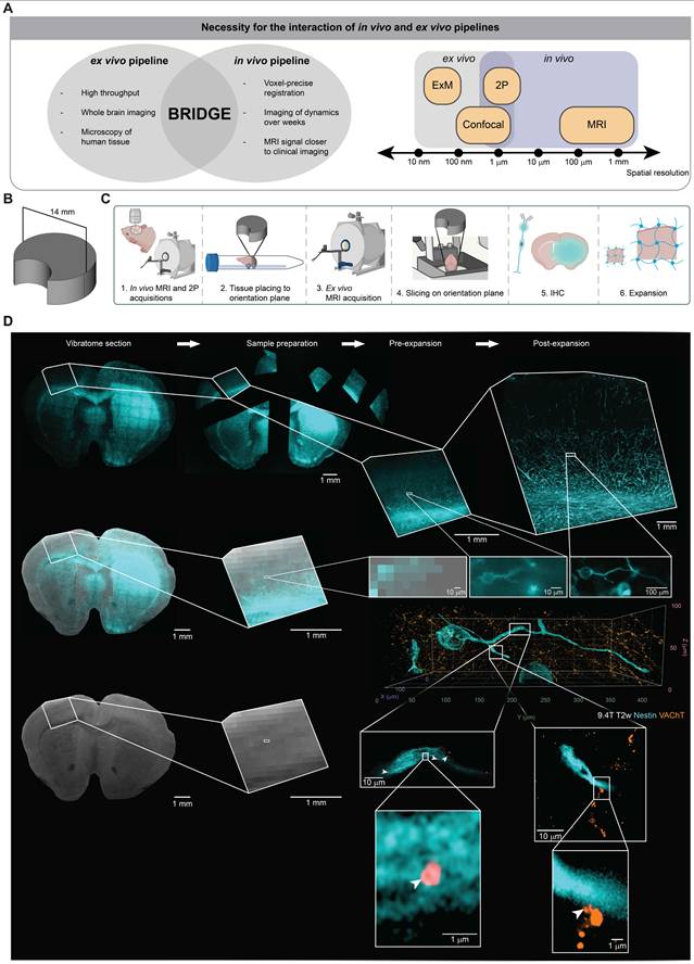 Theranostics Image