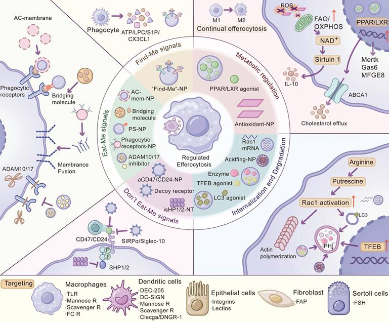 Theranostics Image