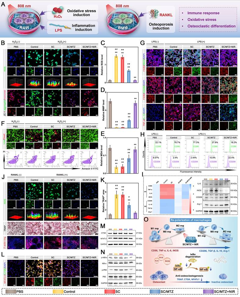 Theranostics Image