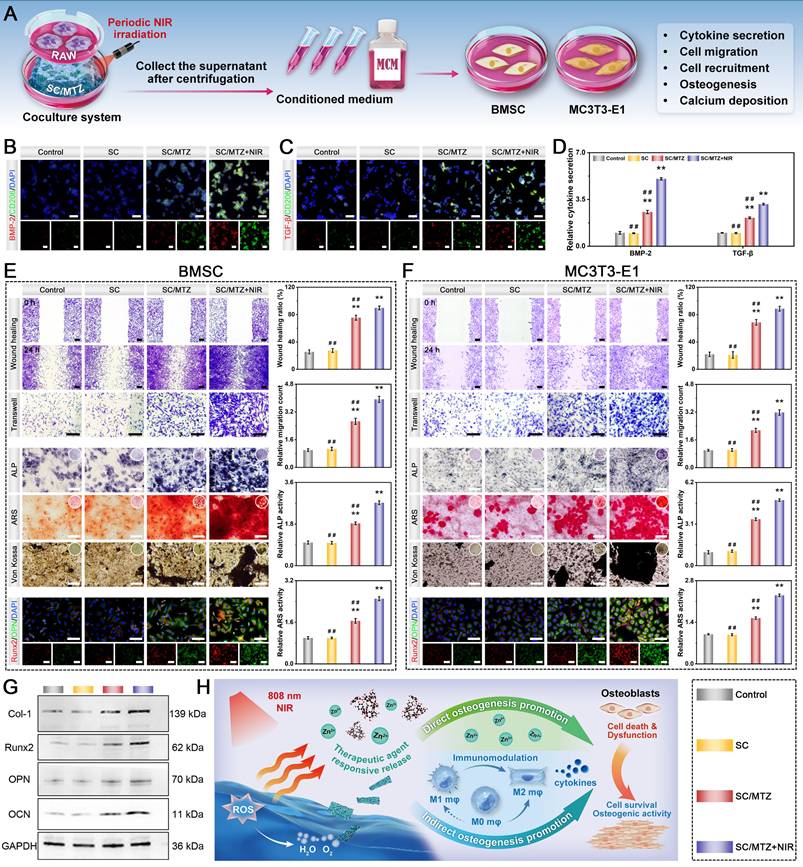 Theranostics Image