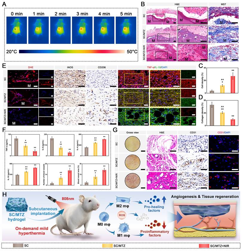 Theranostics Image