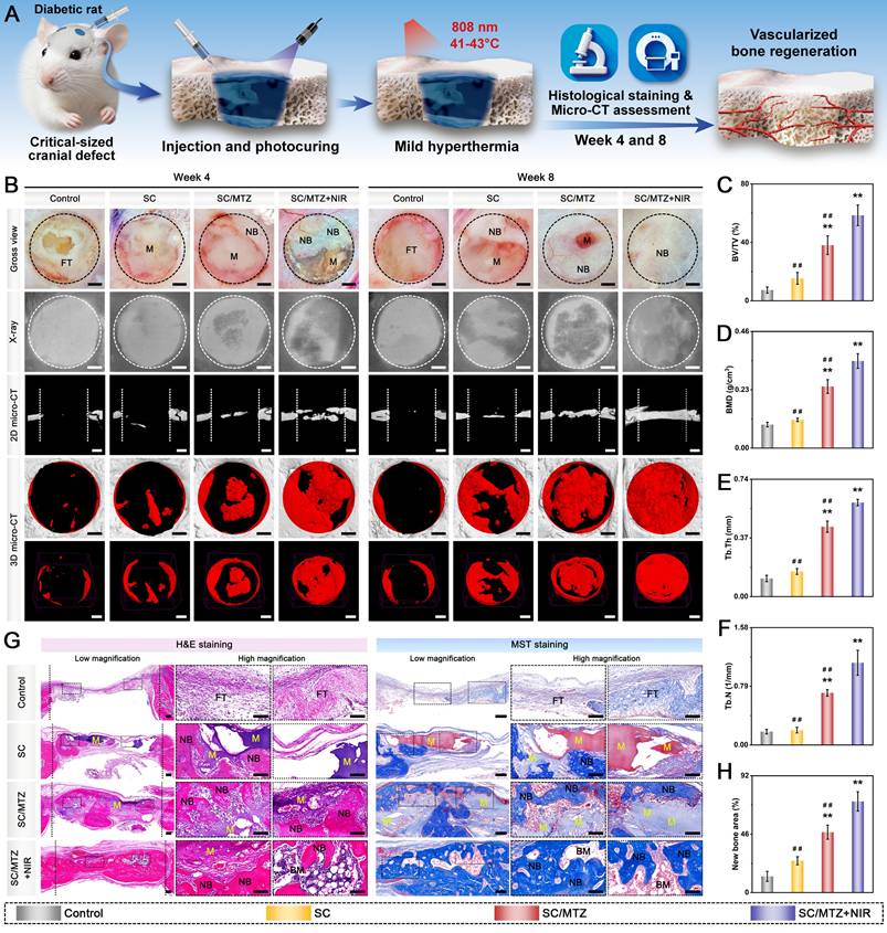 Theranostics Image