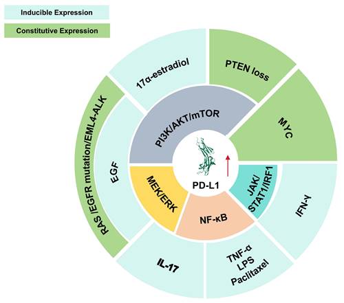 Theranostics Image