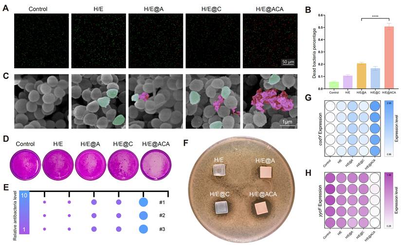 Theranostics Image
