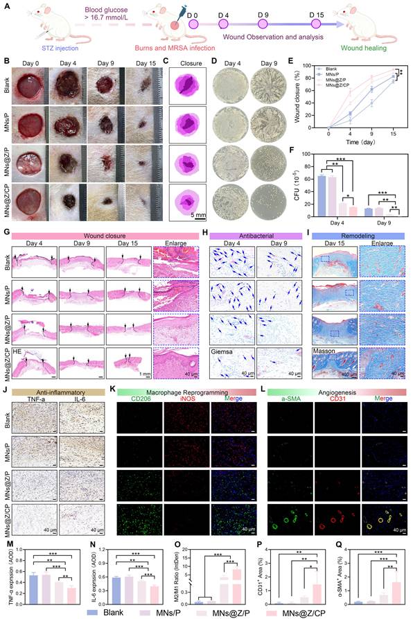 Theranostics Image