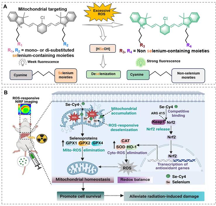Theranostics Image