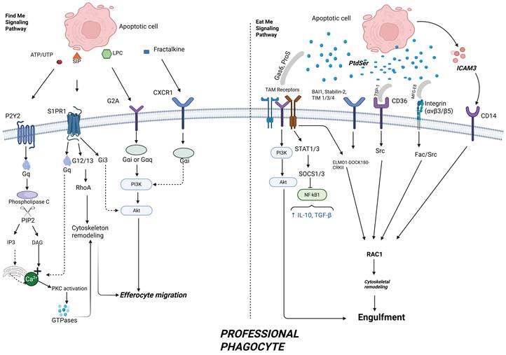 Theranostics Image