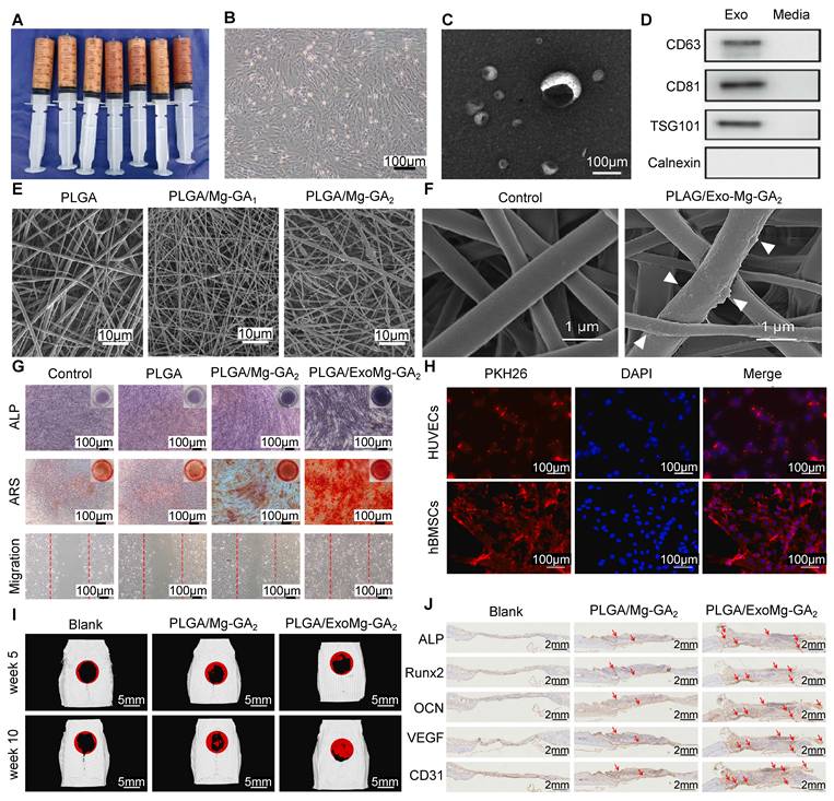 Theranostics Image