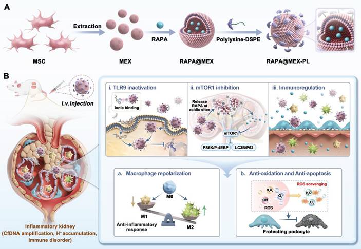 Theranostics Image