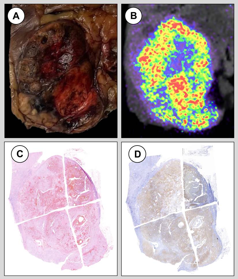 Theranostics Image