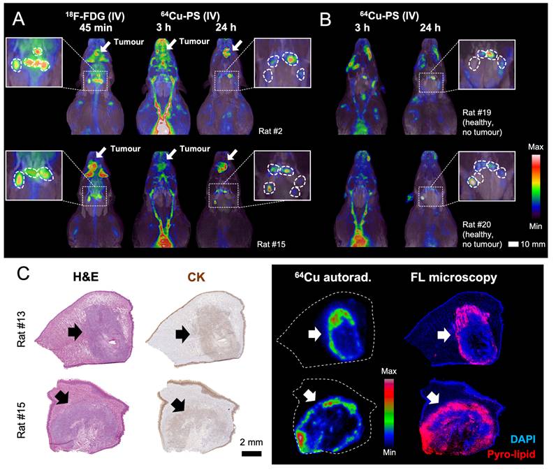 Theranostics Image