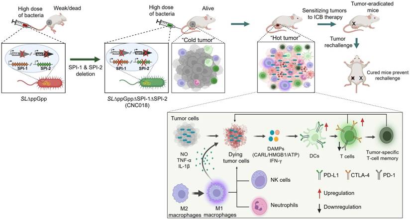 Theranostics Image
