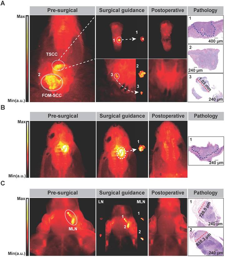 Theranostics Image