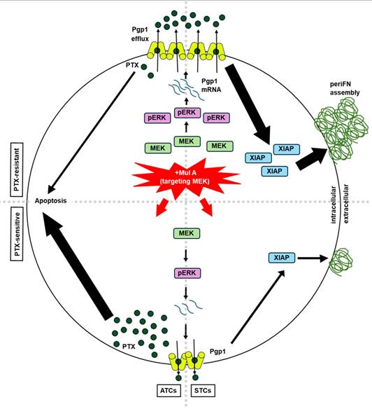 Theranostics Image