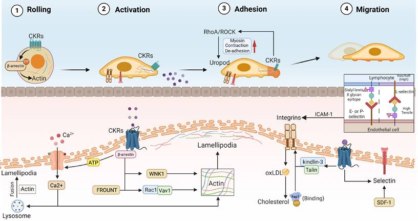 Theranostics Image