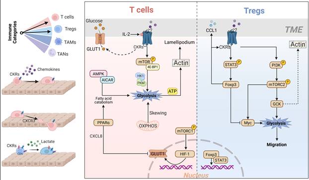 Theranostics Image