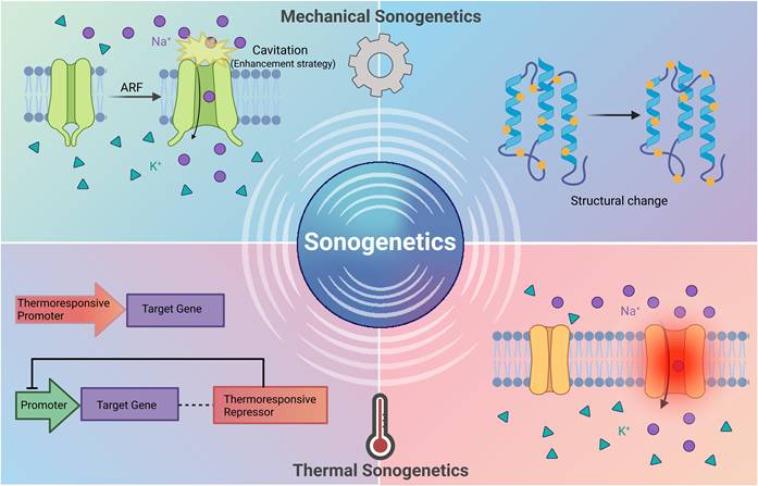 Theranostics Image