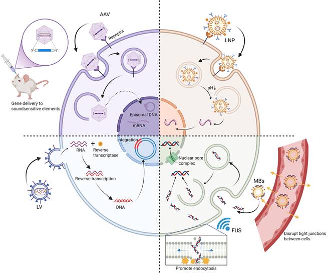 Theranostics Image
