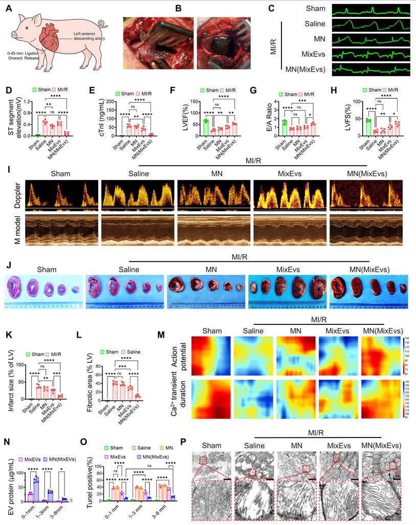 Theranostics Image