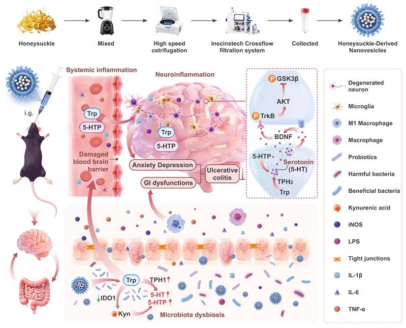 Theranostics Image