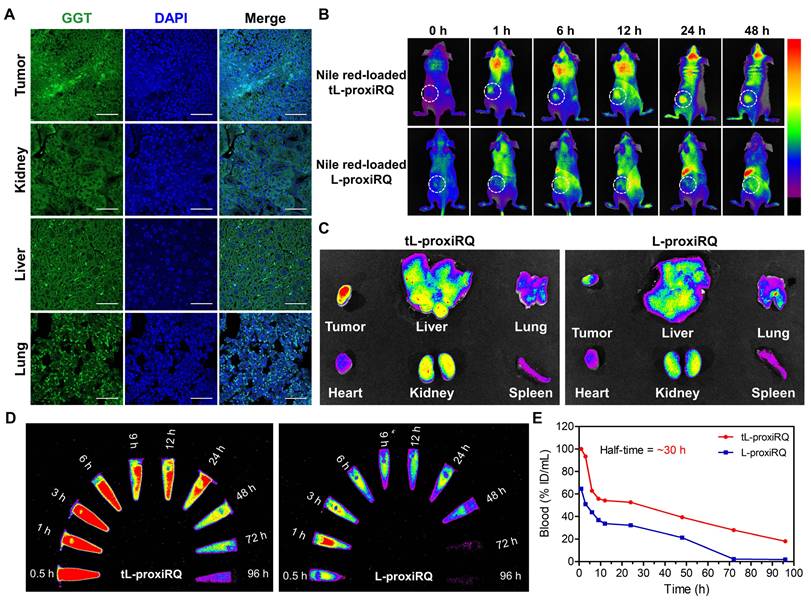 Theranostics Image