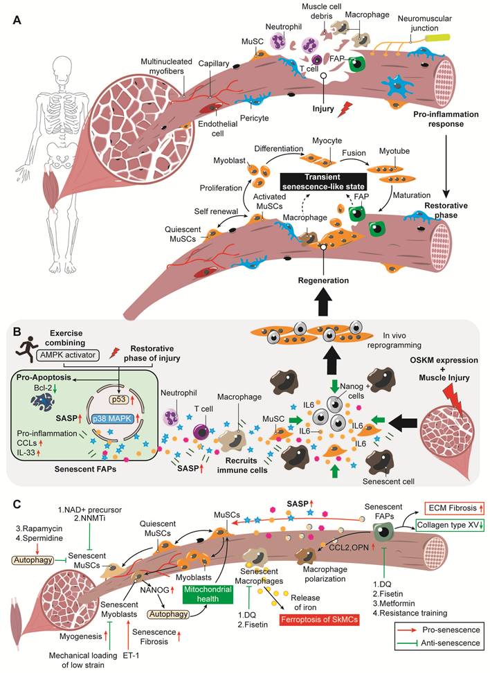 Theranostics Image