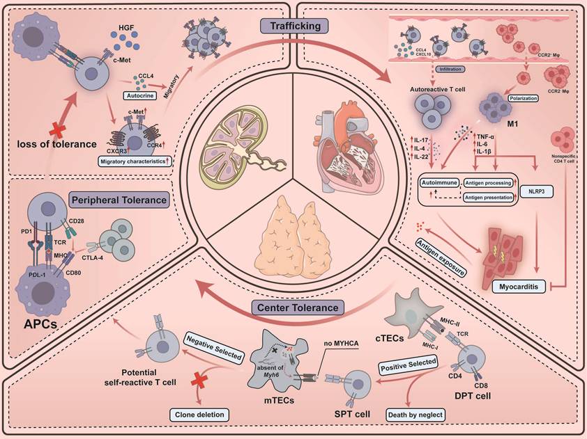 Theranostics Image