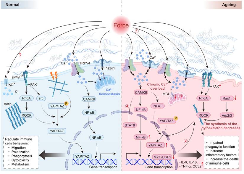 Theranostics Image