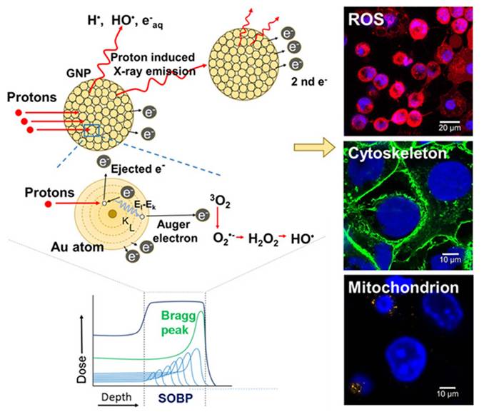 Theranostics Image