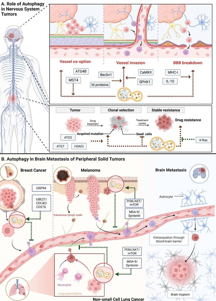 Theranostics Image