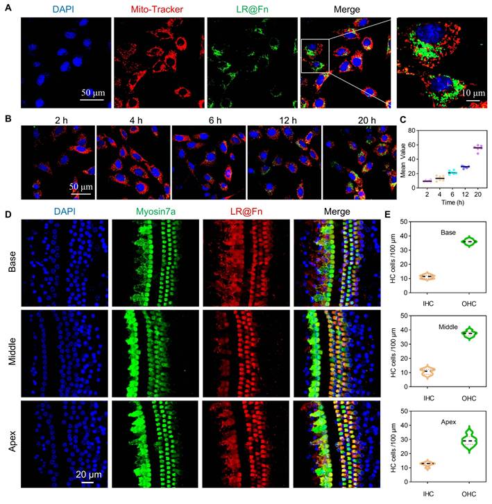 Theranostics Image