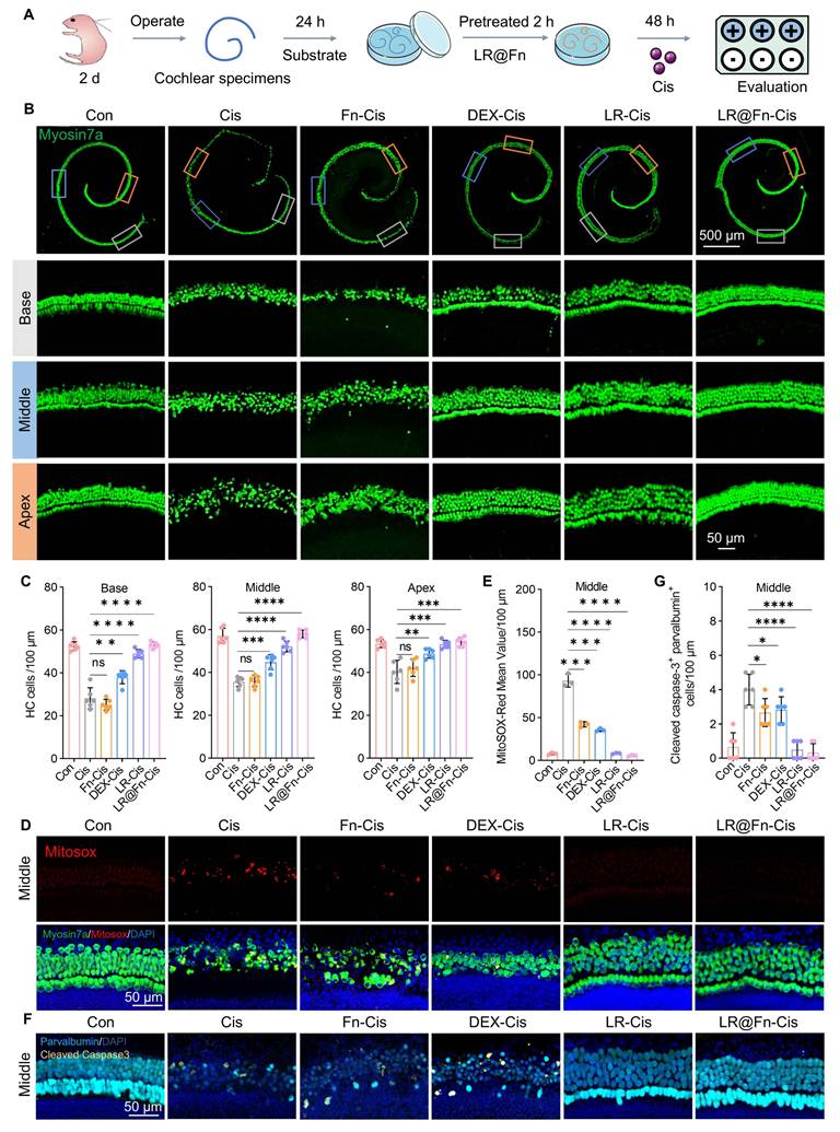 Theranostics Image