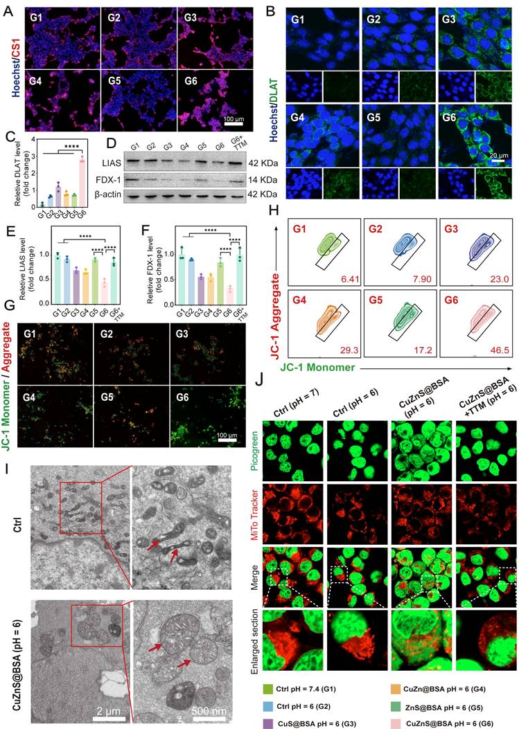Theranostics Image