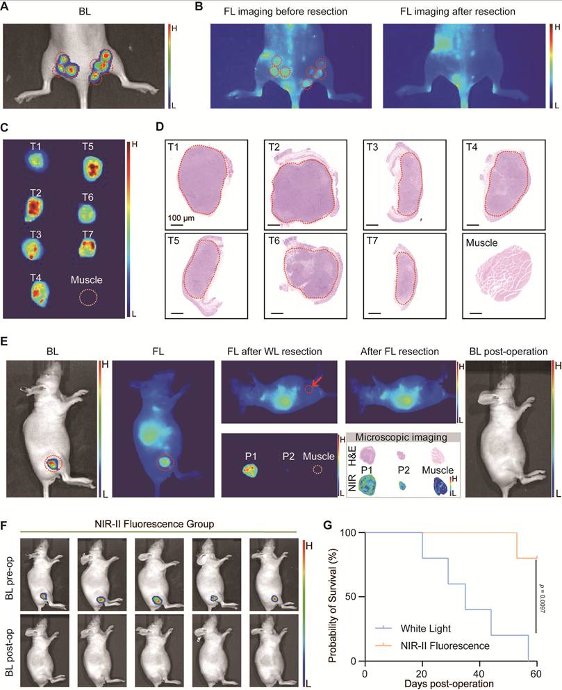 Theranostics Image