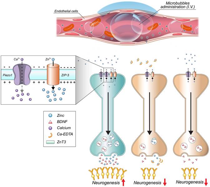Theranostics Image