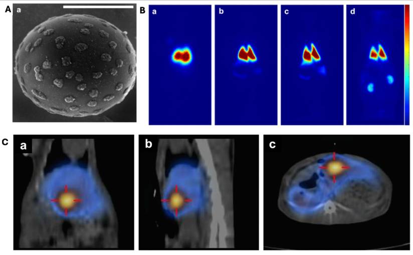 Theranostics Image