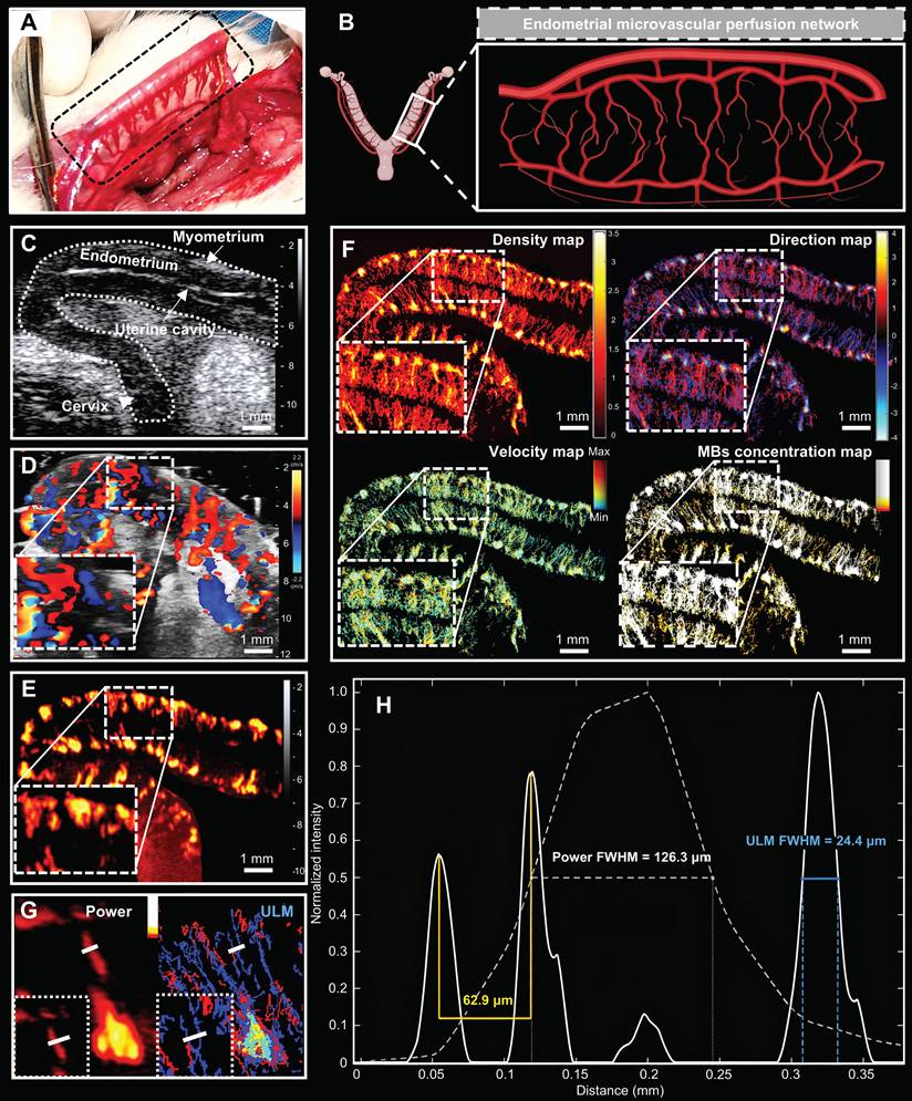 Theranostics Image