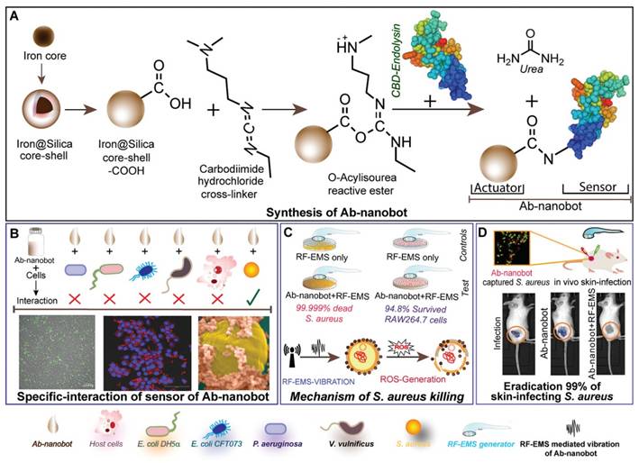 Theranostics Image