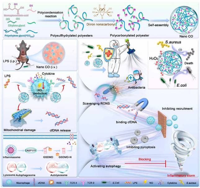 Theranostics Image