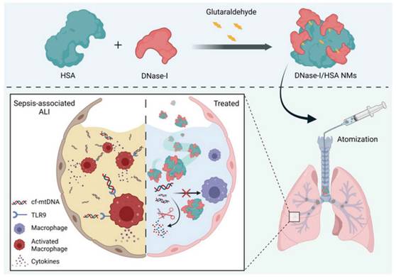 Theranostics Image