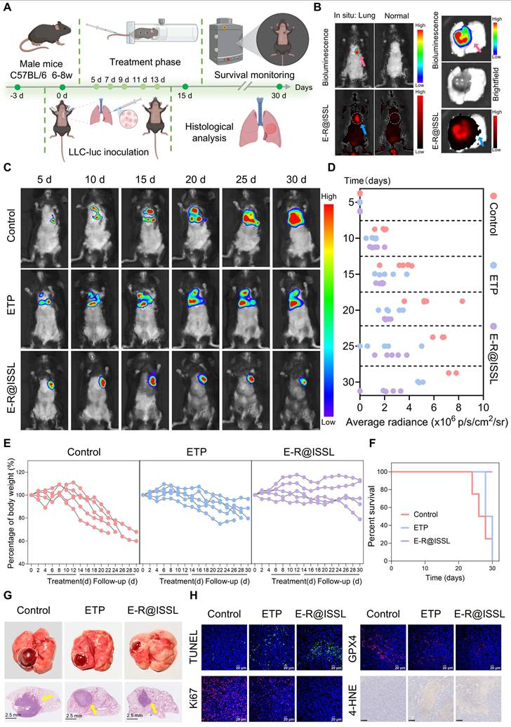 Theranostics Image