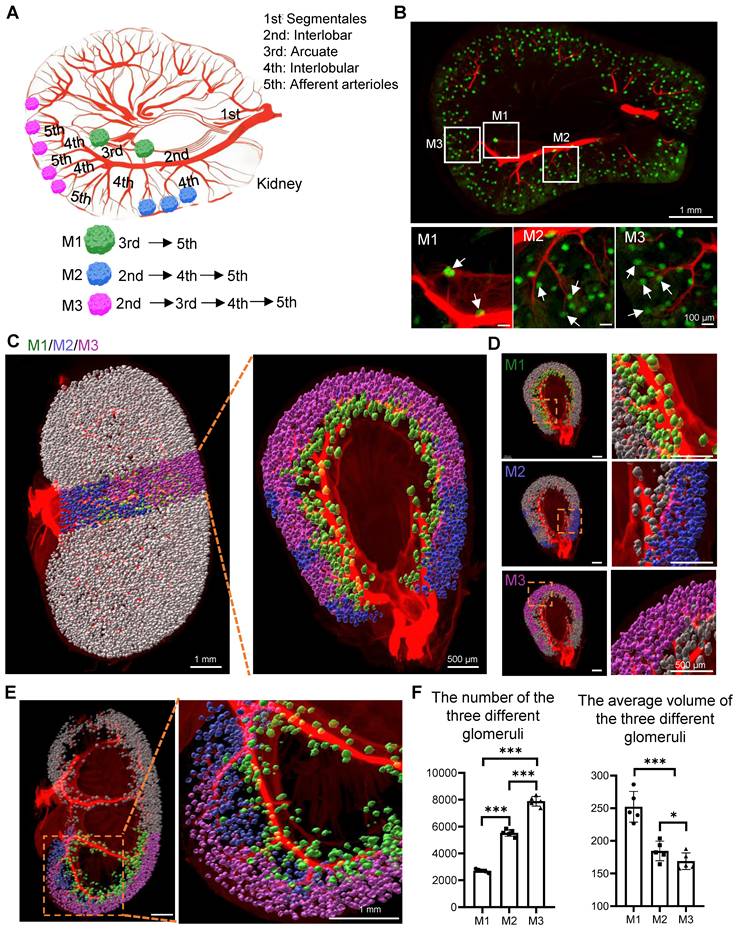 Theranostics Image